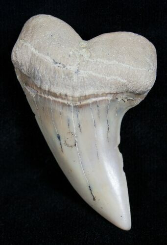 Mako Shark Tooth Fossil (Sharktooth Hill) #2099